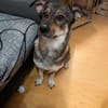 Maja - sucht ein neues Zuhause