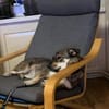 Maja - sucht ein neues Zuhause