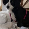 Kleine Kati sucht Körbchen ❤🐾