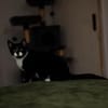 Katzenkind THADDÄUS sucht sein Zuhause!