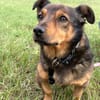Mobby  der charmante Dackelmix mit Herz