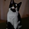Katzenkind RONJA sucht ihr Zuhause!