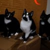 Katzenkind RONJA sucht ihr Zuhause!