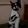 Katzenkind RONJA sucht ihr Zuhause!