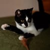 Katzenkind RONJA sucht ihr Zuhause!