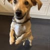 Dobby wartet in 53819 Neunkirchen