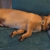 Dobby wartet in 53819 Neunkirchen