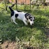 DOLLY  Der kleine Corgi-Mix