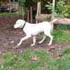 SIRIUS -sanfter Softie-