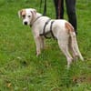 SIRIUS -sanfter Softie-