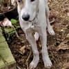 SIRIUS -sanfter Softie-