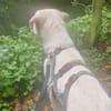 SIRIUS -sanfter Softie-