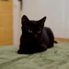 Katzenkind Salem sucht sein Zuhause!
