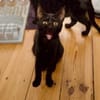 Katzenkind Salem sucht sein Zuhause!