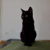 Katzenkind Salem sucht sein Zuhause!