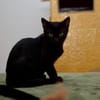 Katzenkind Salem sucht sein Zuhause!