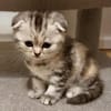 7 BKHScottish Fold Mix Kitten