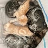 7 BKHScottish Fold Mix Kitten