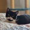 MÖHRCHEN sucht ein Zuhause