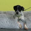 Neyo - ein Traum von Hund..