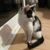 Binx & Zeus Verspieltes Kittenpärchen