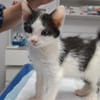 Binx & Zeus Verspieltes Kittenpärchen