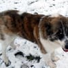 Meri sucht ihr Forever Home! PS in DO
