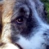 Meri sucht ihr Forever Home! PS in DO