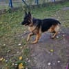 Gaja