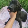 Scorpius  ist ein kleines Hundekind