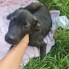 Scorpius  ist ein kleines Hundekind