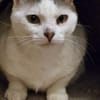 Mia  Ruhige Katzendame sucht Zuhause