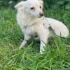 EMY 💚💚💚 sucht Für-immer-Zuhause