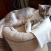Calico