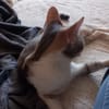 Calico