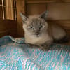 Mimi