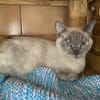 Mimi