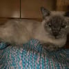 Mimi