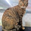 Menschenbezogene Katze Lizzie