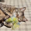 Menschenbezogene Katze Lizzie
