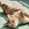 Menschenbezogene Katze Lizzie