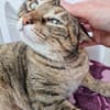 Menschenbezogene Katze Lizzie