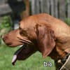 DIO