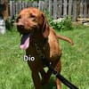DIO