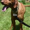 DIO