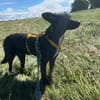 BAMBINA * Angenehmes Hundemädel