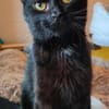 Iwan - Notfall - Einzelkater