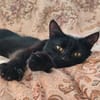 Iwan - Notfall - Einzelkater