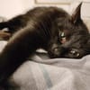 Iwan - Notfall - Einzelkater
