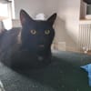 Iwan - Notfall - Einzelkater